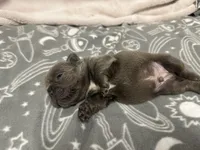 Huck , a male French Bulldog for sale in Mullins, SC – Photo 6 of 6