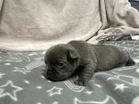 Huck , a male French Bulldog for sale in Mullins, SC – Photo 5 of 6