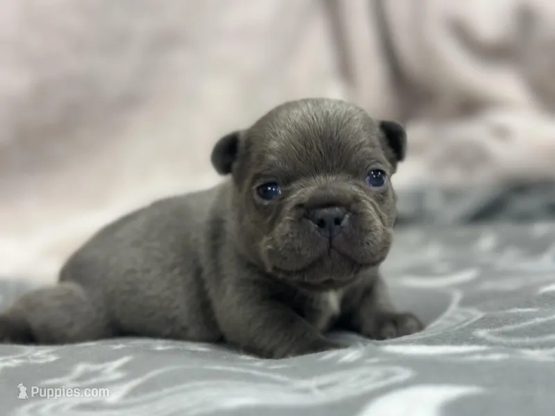Huck  – French Bulldog puppy for sale in Mullins, SC