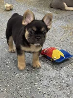 Female fluffy, a female French Bulldog for sale in Mullins, SC – 4 of 6