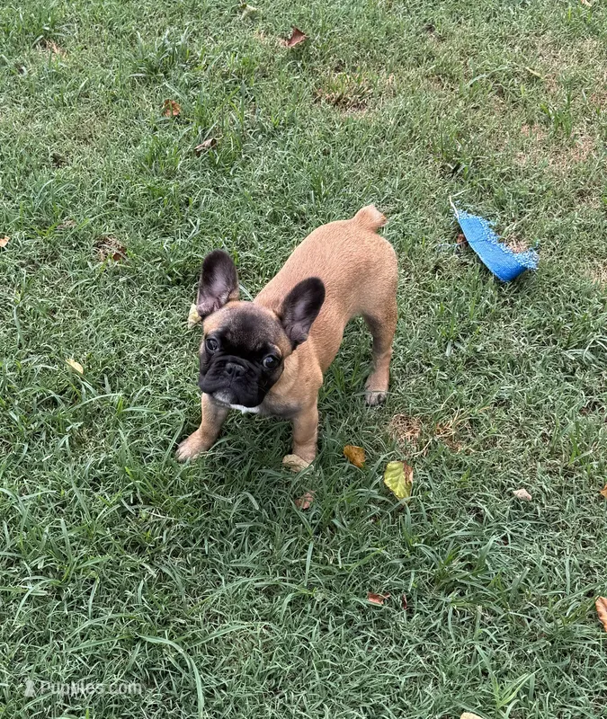 Tater Tot – French Bulldog puppy for sale in Mullins, SC