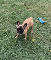 Tater Tot, a female French Bulldog for sale in Mullins, SC – 1 of 1
