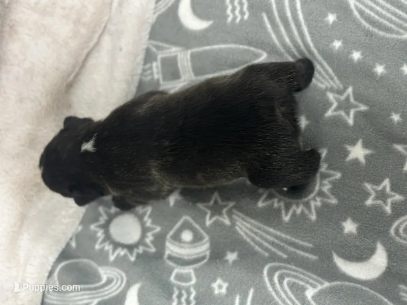 Spot , a male French Bulldog for sale in Mullins, SC – Photo 1 of 3