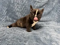 Spot , a male French Bulldog for sale in Mullins, SC – 3 of 7