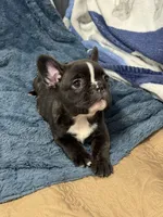 Spot , a male French Bulldog for sale in Mullins, SC – 2 of 7