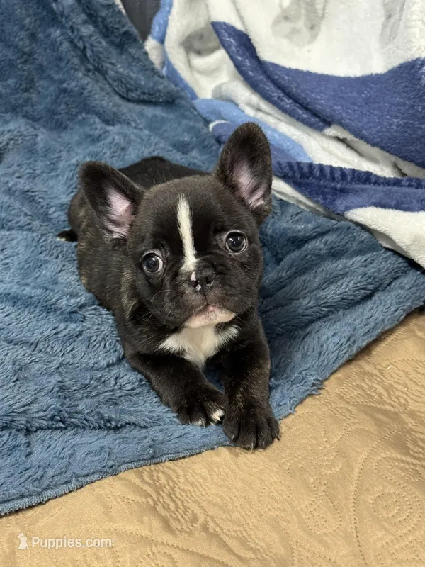 Spot  – French Bulldog puppy for sale in Mullins, SC