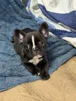 Spot , a male French Bulldog for sale in Mullins, SC – 1 of 7