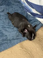 Spot , a male French Bulldog for sale in Mullins, SC – 4 of 7