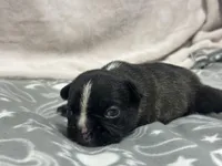 Spot , a male French Bulldog for sale in Mullins, SC – Photo 2 of 3
