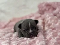 Kate, a female French Bulldog for sale in Mullins, SC – Photo 3 of 5