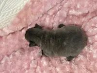 Kate, a female French Bulldog for sale in Mullins, SC – Photo 5 of 5