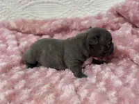 Kate, a female French Bulldog for sale in Mullins, SC – Photo 2 of 5