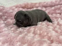 Kate, a female French Bulldog for sale in Mullins, SC – Photo 4 of 5