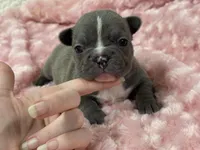 Kate, a female French Bulldog for sale in Mullins, SC – Photo 1 of 5