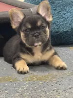 Female fluffy, a female French Bulldog for sale in Mullins, SC – 1 of 6