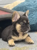 Female fluffy, a female French Bulldog for sale in Mullins, SC – 3 of 6