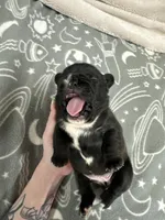 Olivia, a female French Bulldog for sale in Mullins, SC – Photo 4 of 5