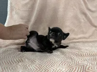 Olivia, a female French Bulldog for sale in Mullins, SC – 6 of 7