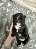 Olivia, a female French Bulldog for sale in Mullins, SC – Photo 3 of 5