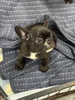 Olivia, a female French Bulldog for sale in Mullins, SC – 3 of 7