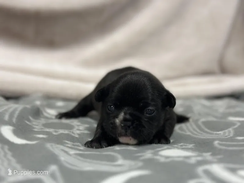 Olivia – French Bulldog puppy for sale in Mullins, SC