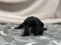 Olivia, a female French Bulldog for sale in Mullins, SC – Photo 1 of 5