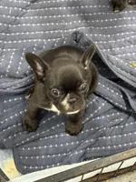 Olivia, a female French Bulldog for sale in Mullins, SC – 4 of 7