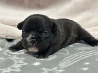 Olivia, a female French Bulldog for sale in Mullins, SC – Photo 2 of 5