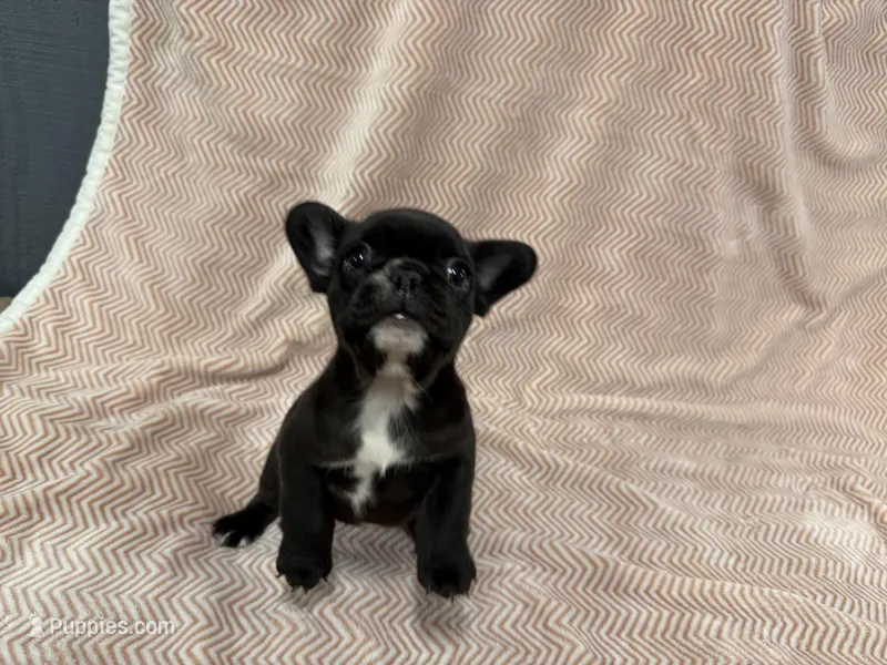 Olivia – French Bulldog puppy for sale in Mullins, SC