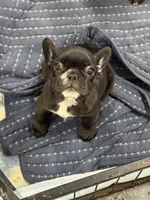 Olivia, a female French Bulldog for sale in Mullins, SC – 1 of 7