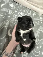 Olivia, a female French Bulldog for sale in Mullins, SC – Photo 5 of 5