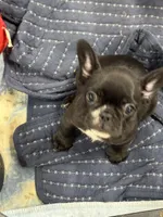 Olivia, a female French Bulldog for sale in Mullins, SC – 2 of 7