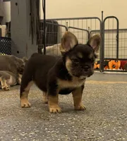 Female fluffy, a female French Bulldog for sale in Mullins, SC – 2 of 6