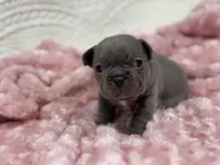 Rose, a female French Bulldog for sale in Mullins, SC – Photo 4 of 8