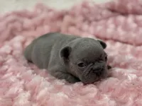 Rose, a female French Bulldog for sale in Mullins, SC – Photo 3 of 8