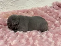 Rose, a female French Bulldog for sale in Mullins, SC – Photo 7 of 8