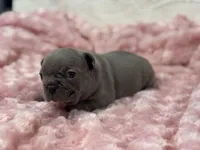 Rose, a female French Bulldog for sale in Mullins, SC – Photo 6 of 8