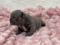 Rose, a female French Bulldog for sale in Mullins, SC – Photo 2 of 8