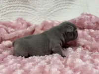 Rose, a female French Bulldog for sale in Mullins, SC – Photo 5 of 8