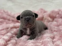 Rose, a female French Bulldog for sale in Mullins, SC – Photo 1 of 8