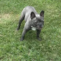 Cupcake, a female French Bulldog for sale in Mullins, SC – Photo 2 of 2