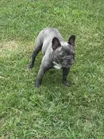 Cupcake, a female French Bulldog for sale in Mullins, SC – Photo 2 of 2