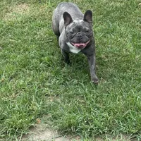 Cupcake, a female French Bulldog for sale in Mullins, SC – Photo 1 of 2