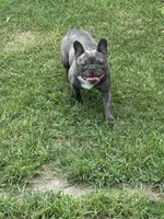 Cupcake, a female French Bulldog for sale in Mullins, SC – Photo 1 of 2