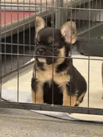 Female fluffy, a female French Bulldog for sale in Mullins, SC – 5 of 6