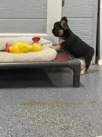 Female fluffy, a female French Bulldog for sale in Mullins, SC – 6 of 6