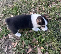 Pete, a male Pembroke Welsh Corgi for sale in Mobile, AL – Photo 9 of 10