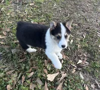 Pete, a male Pembroke Welsh Corgi for sale in Mobile, AL – Photo 4 of 10