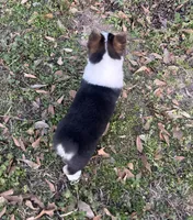 Pete, a male Pembroke Welsh Corgi for sale in Mobile, AL – Photo 8 of 10