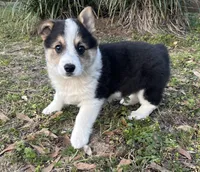 Pete, a male Pembroke Welsh Corgi for sale in Mobile, AL – Photo 1 of 10